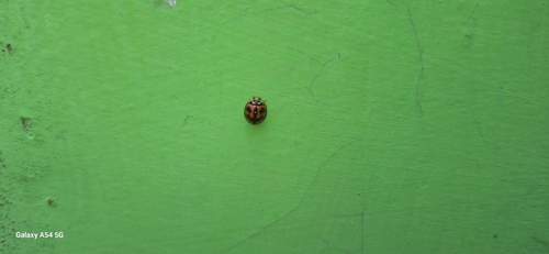 Six-spotted Zigzag Ladybird