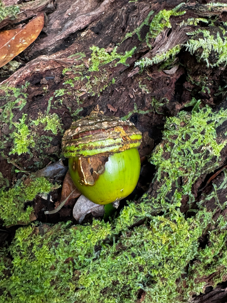 Quercus mangdenensis (Quercus mangdenensis)