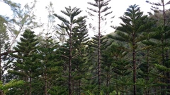 Chlorodrepanis flava