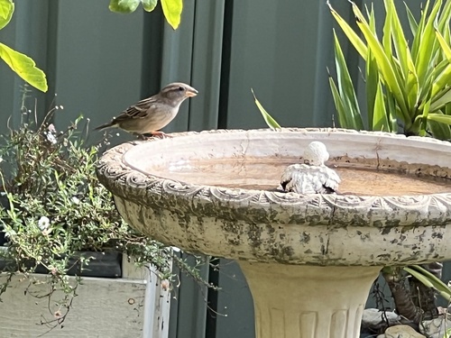 House Sparrow