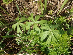 Syneilesis hayatae