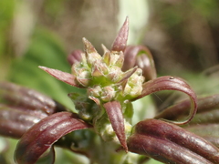 Syneilesis hayatae