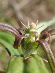 Syneilesis hayatae