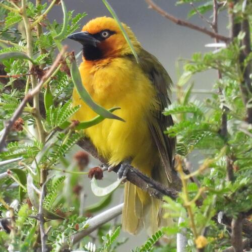Spectacled Weaver (Ploceus ocularis), photo 2