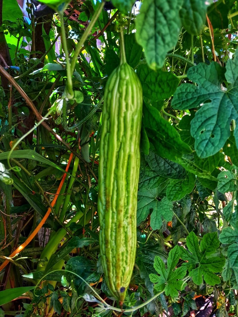 Gambas (Luffa acutangula)