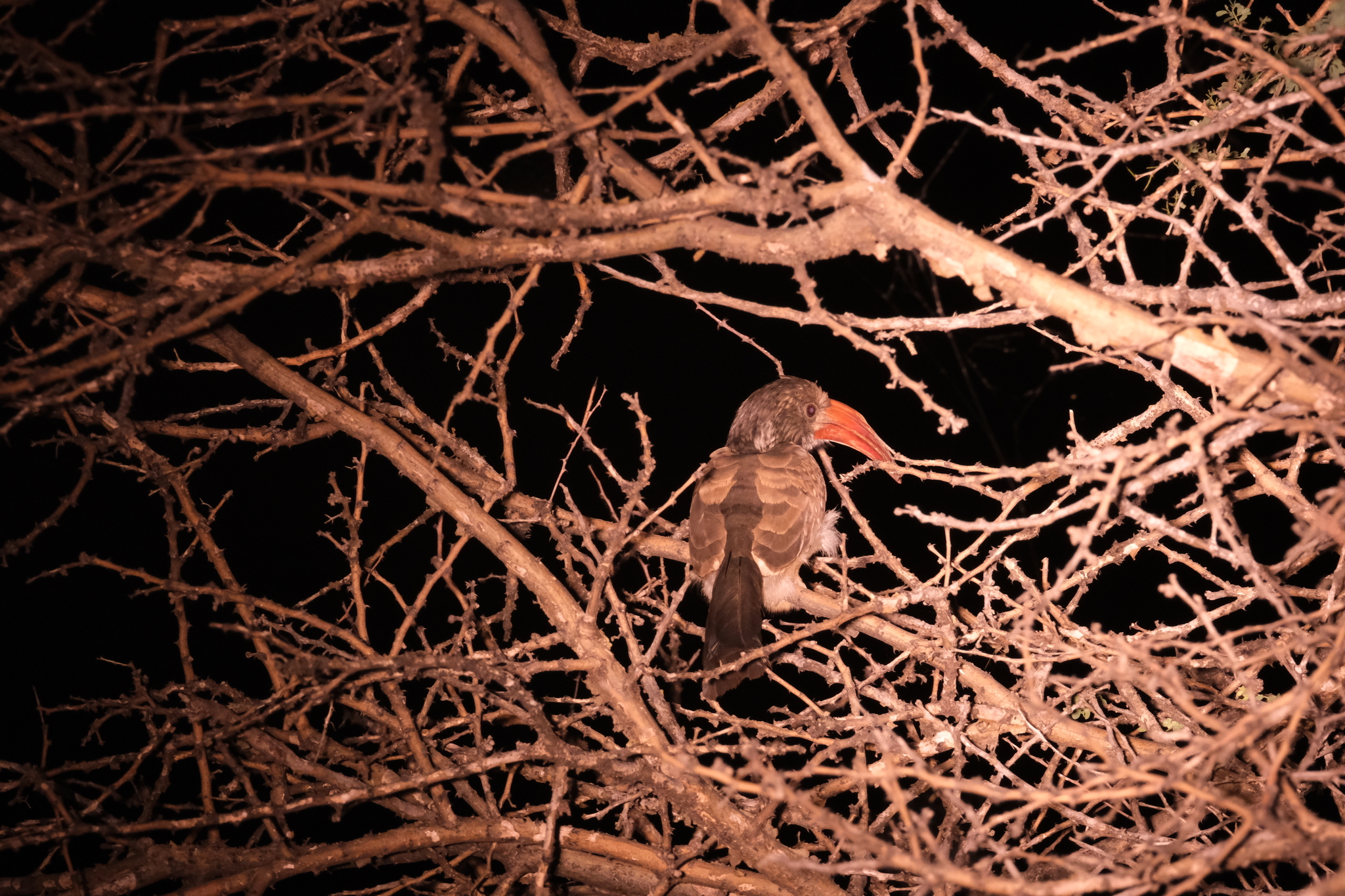 Monteiro's Hornbill (Tockus monteiri), photo 2