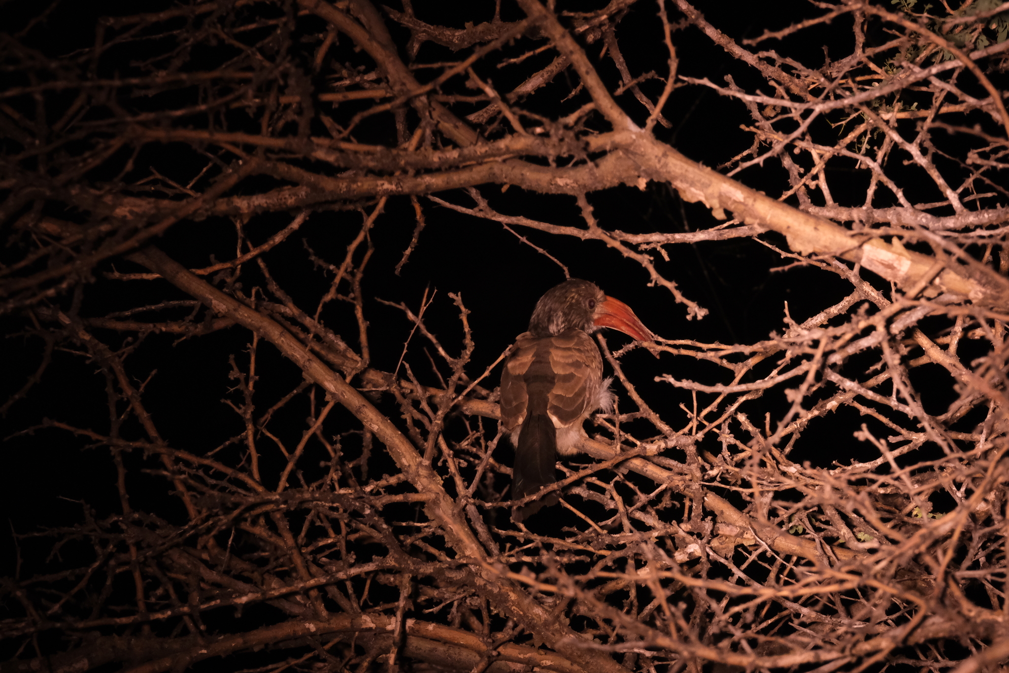 Monteiro's Hornbill (Tockus monteiri), photo 1