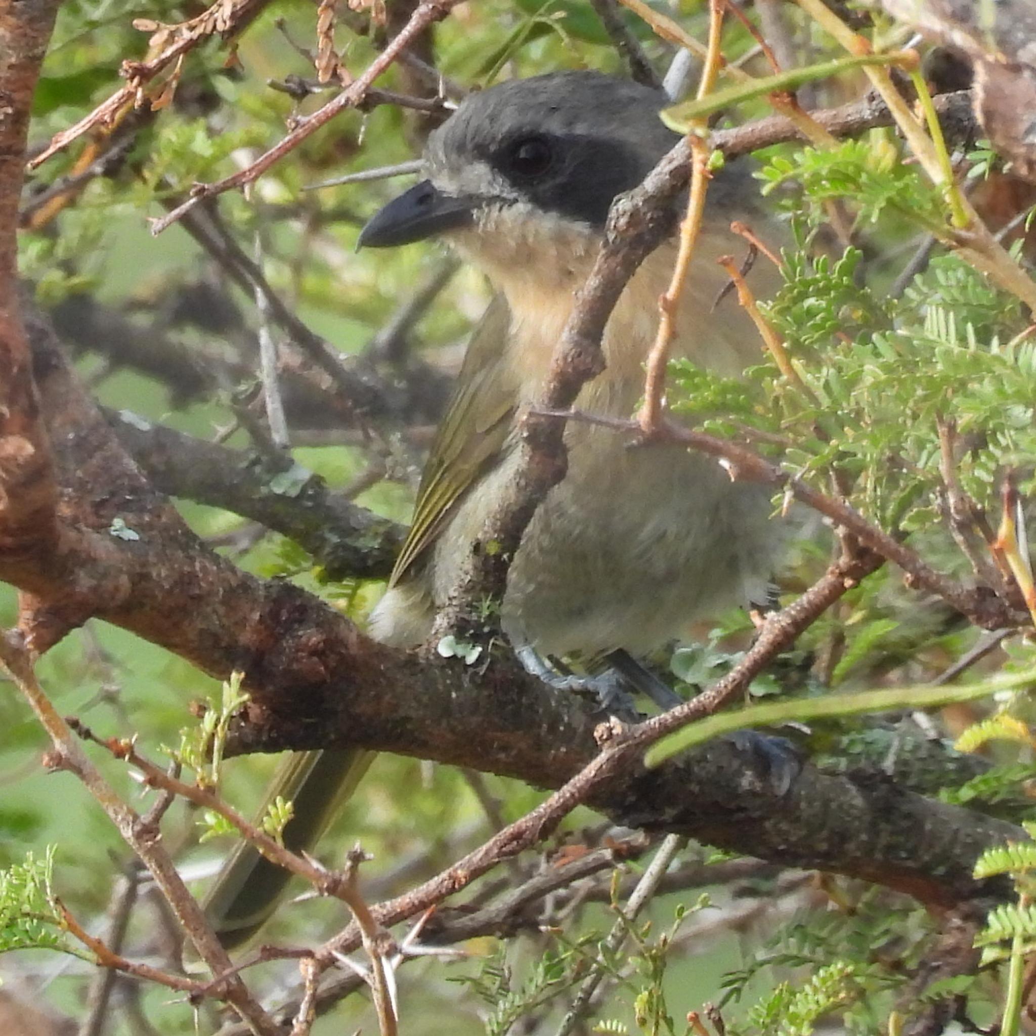 Olive Bushshrike (Chlorophoneus olivaceus), photo 2