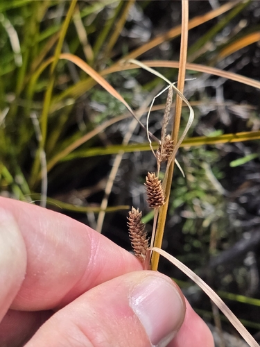 Purei (Carex dissita)