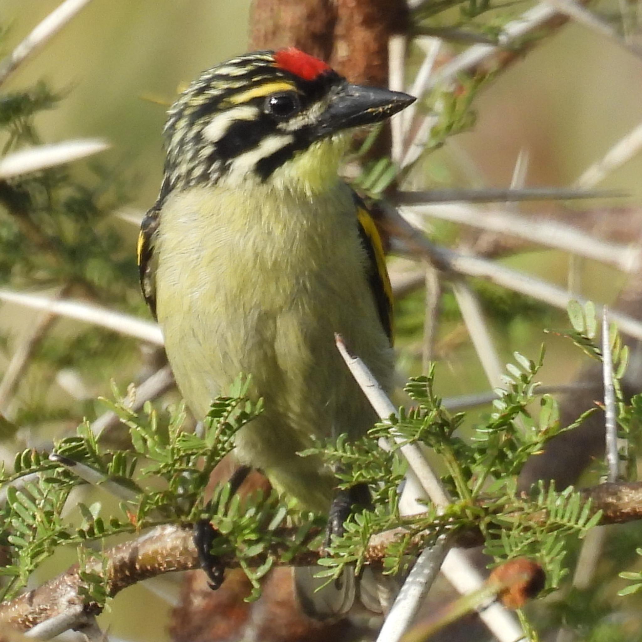 Southern Red-fronted Tinkerbird (Pogoniulus pusillus), photo 1