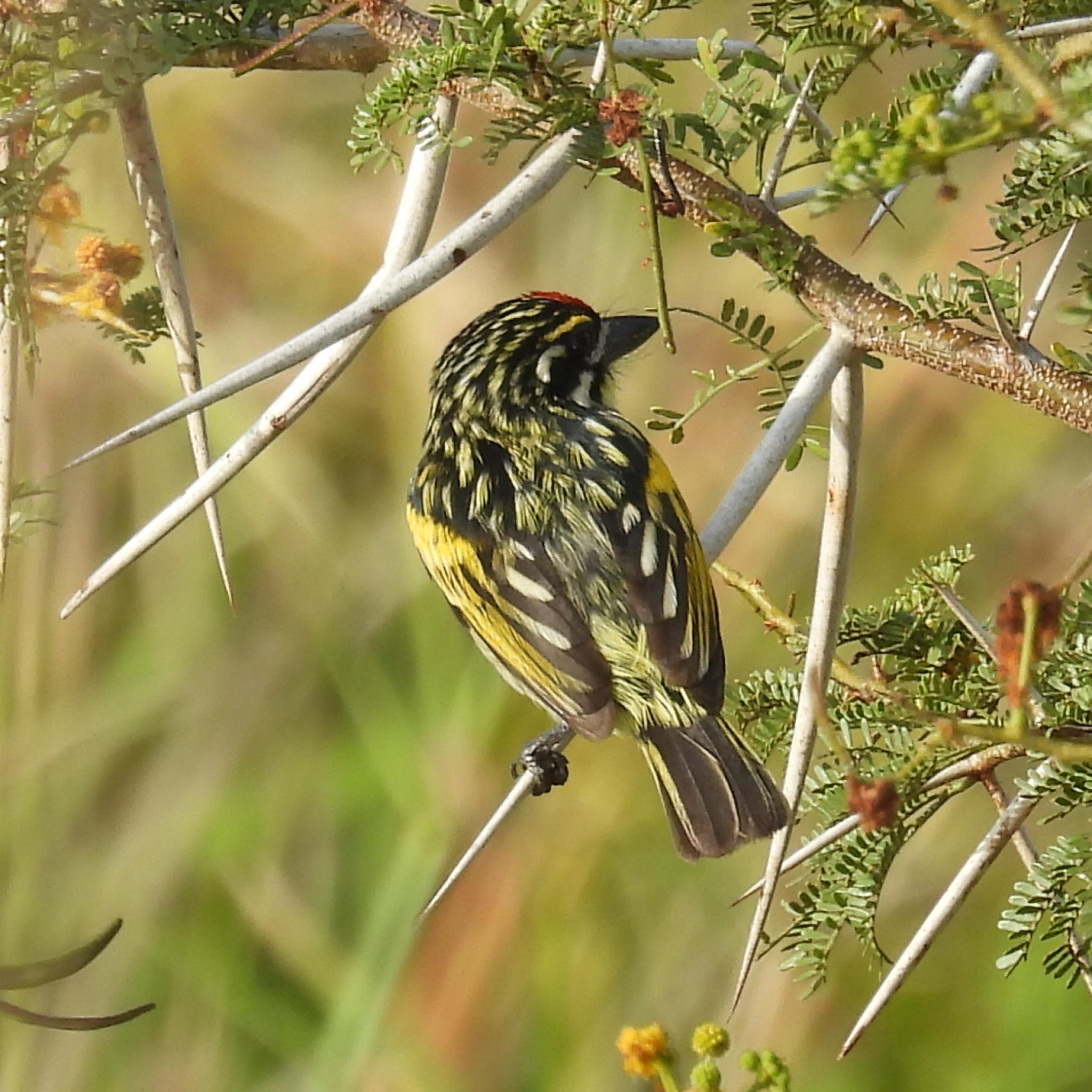 Southern Red-fronted Tinkerbird (Pogoniulus pusillus), photo 2