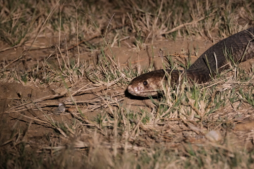 Anchieta's Cobra