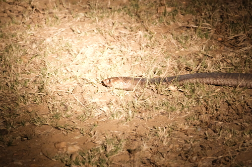 Anchieta's Cobra