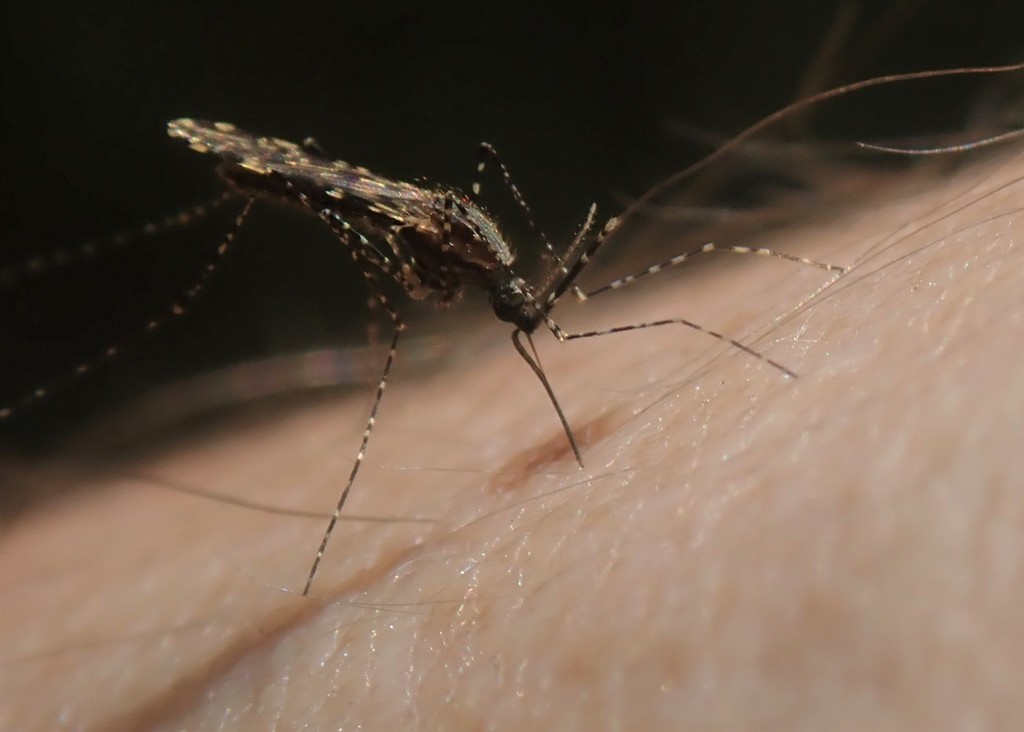 Anopheles merus