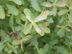 Erysiphe hyperici