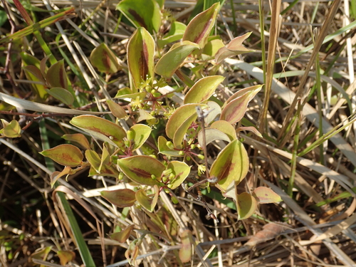 China root (Smilax china)