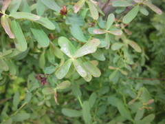 Erysiphe hyperici