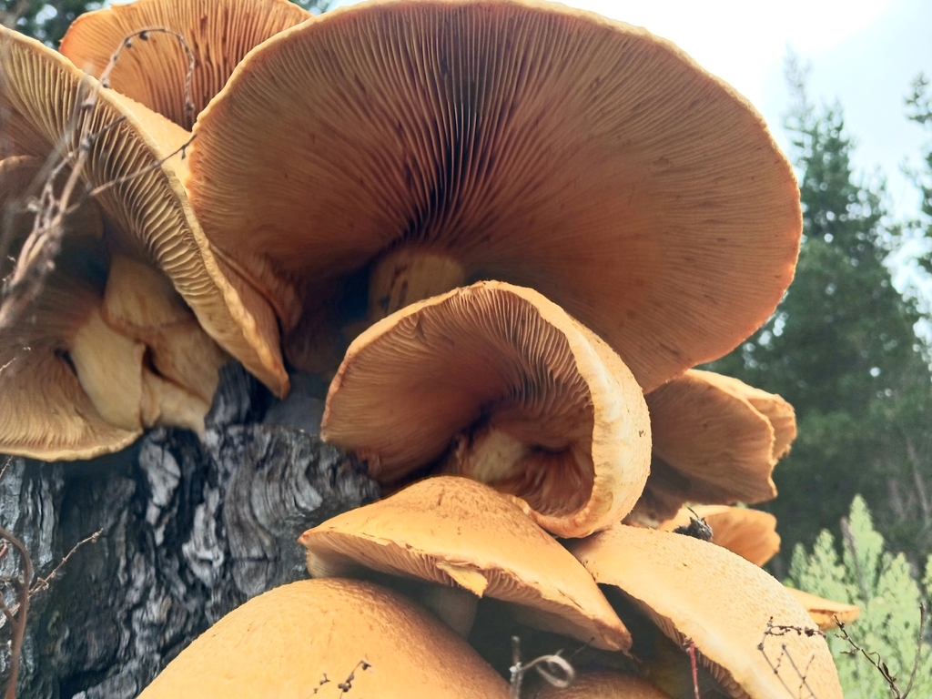 Gymnopilus junonius · March 2026 · photo: © ecoman (iNaturalist, cc-by)