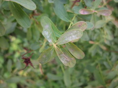 Erysiphe hyperici