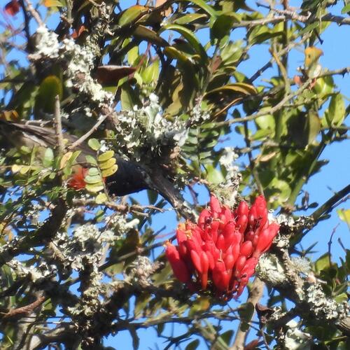 Karoo Boerbean (Schotia afra)