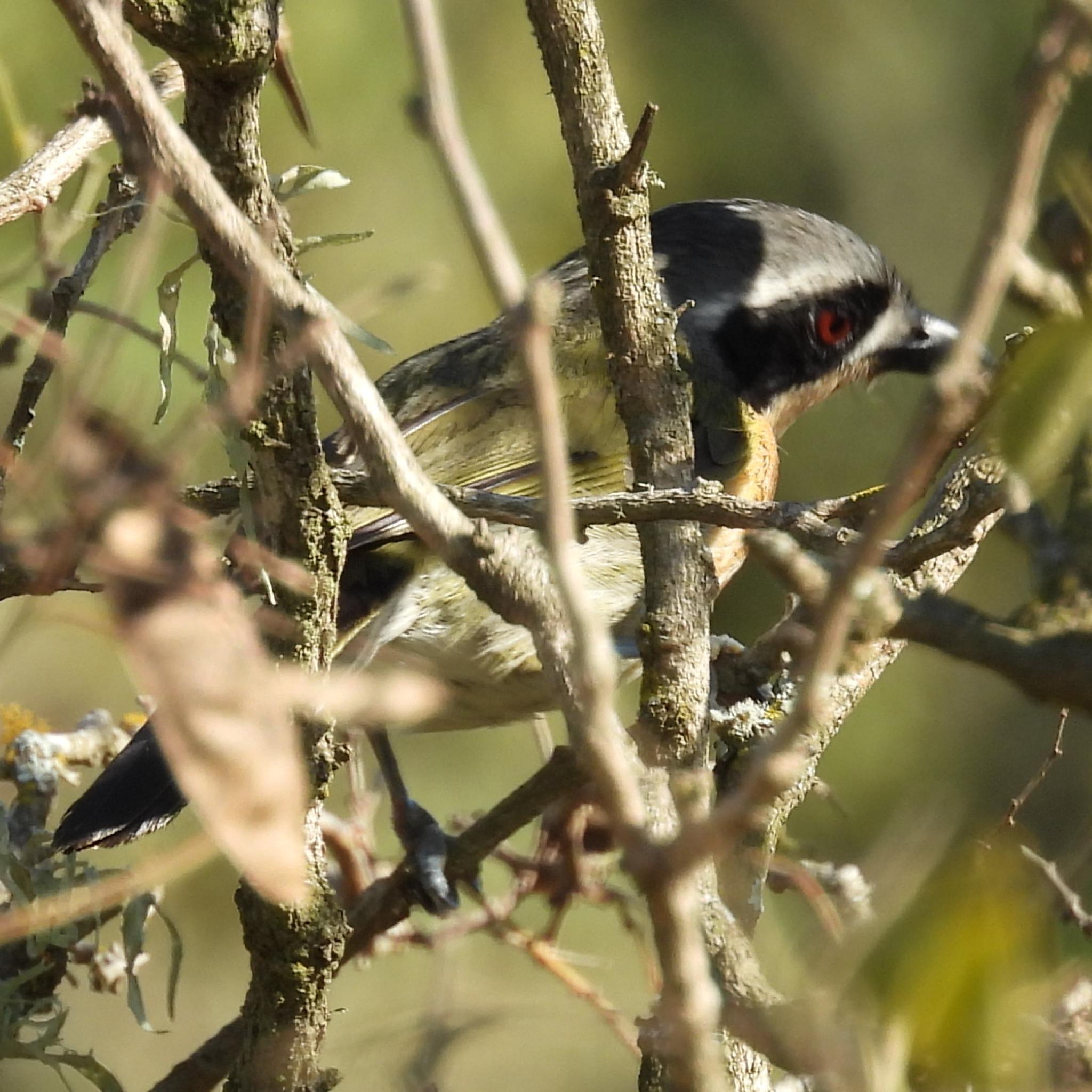 Olive Bushshrike (Chlorophoneus olivaceus), photo 3