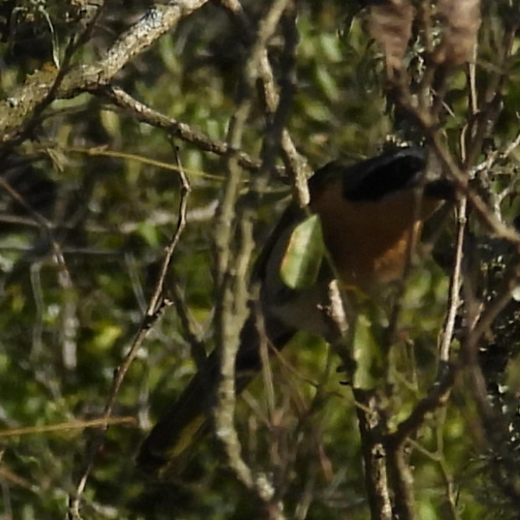 Olive Bushshrike (Chlorophoneus olivaceus), photo 4
