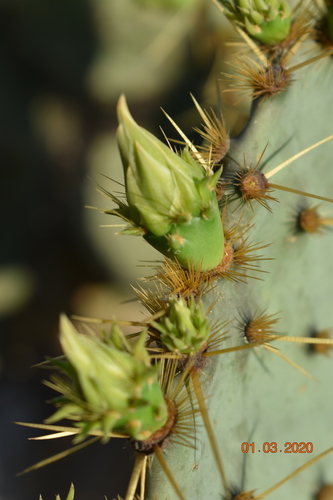 Engelmann's Pricklypear