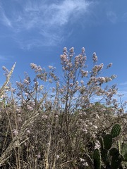 Ageratina cylindrica