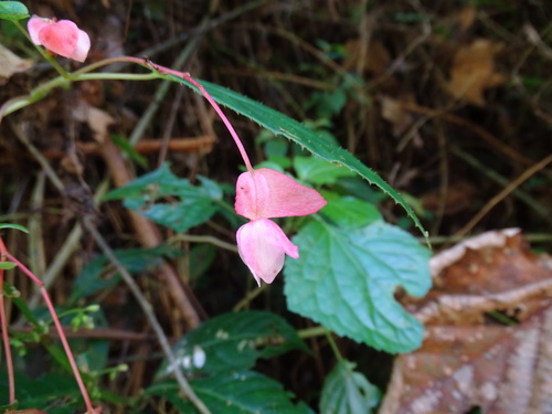 Begonia incarnata, photograph 3