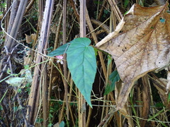 Begonia incarnata, photograph (c) Alexis López Hernández, some rights reserved (CC BY)