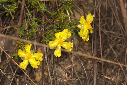 Hairy Guinea-flower (Hibbertia vestita)