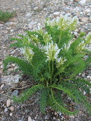 Oxytropis muricata