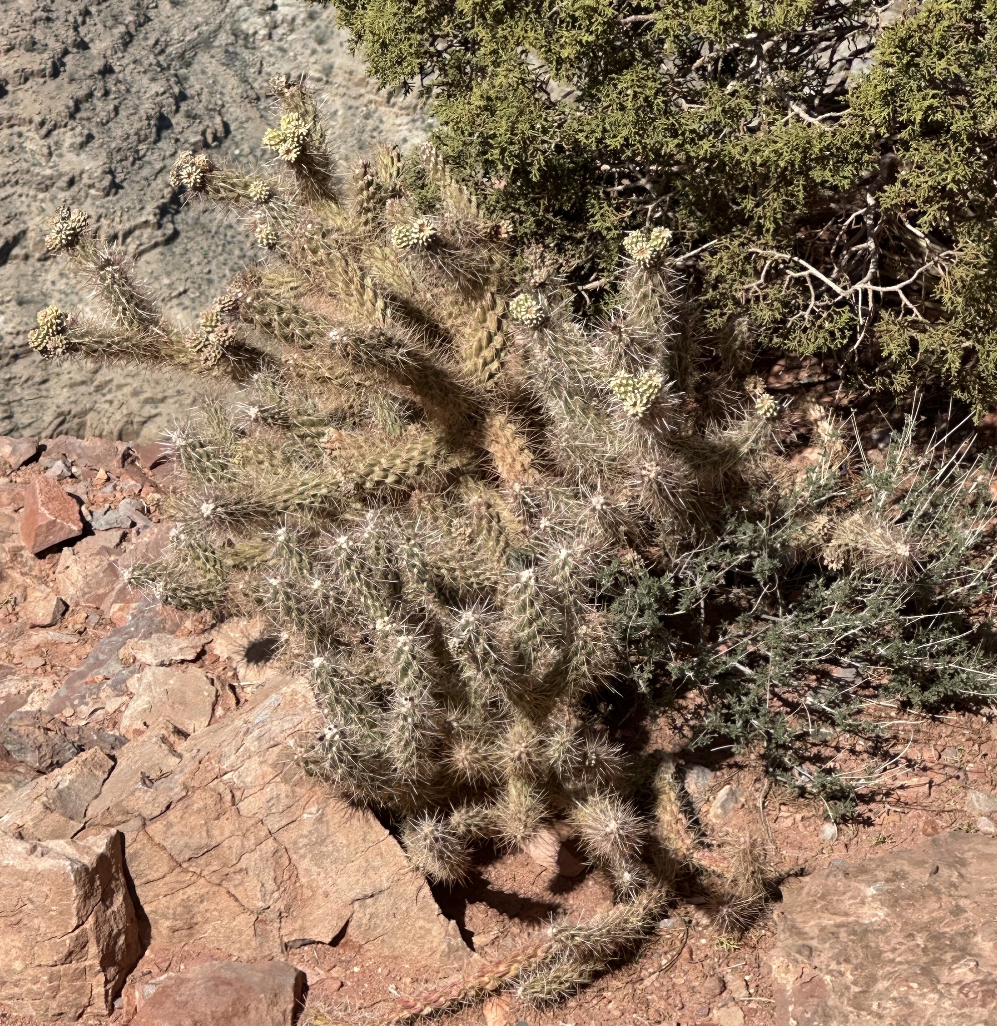 Peach Springs Canyon Cholla (Cylindropuntia abyssi)