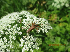 Stenocorus meridianus