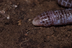 Cilician Worm Lizard photo 2