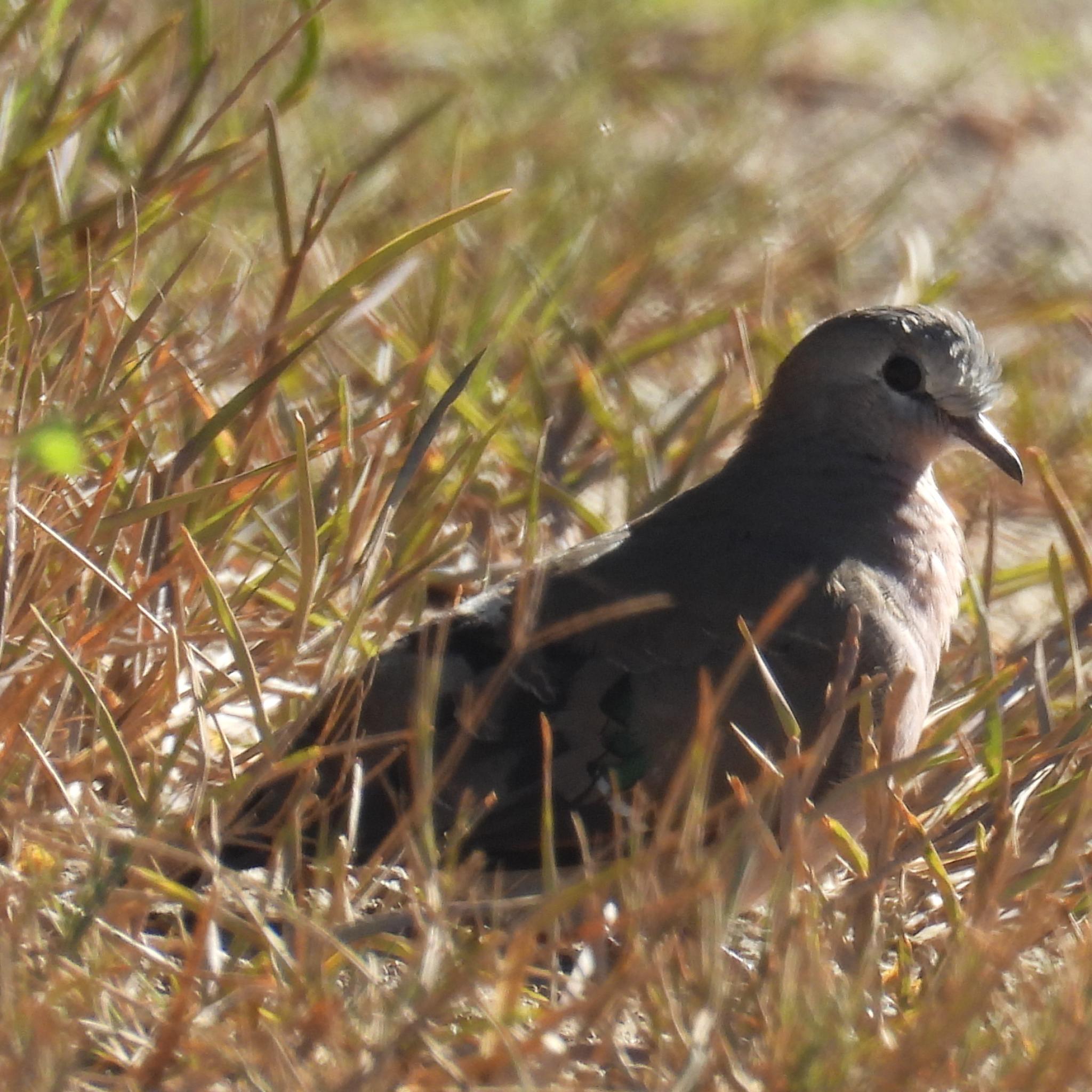 Emerald-spotted Wood Dove (Turtur chalcospilos), photo 10