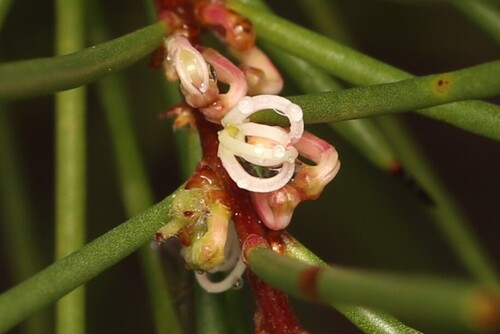 mulloway needle bush (Hakea actites)