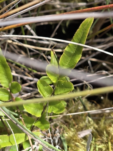 Swamp Kiokio (Blechnum minus)