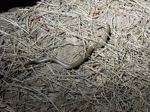 iNaturalist observation photo of Northern Rubber Boa