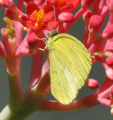 Eurema floricola