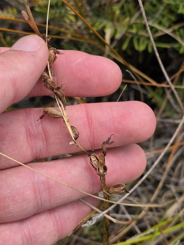 Leek Orchid (Prasophyllum colensoi)