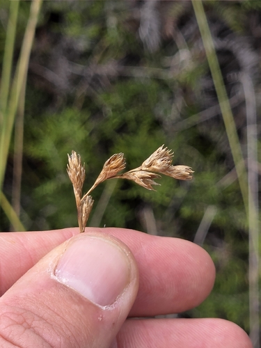 oval sedge (Carex leporina)