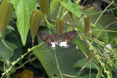 Tagiades ultra