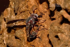 Monoceromyia unipunctata