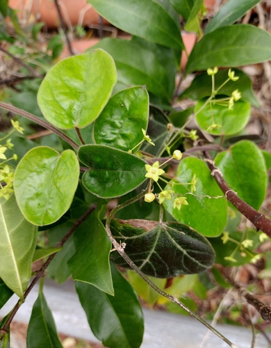 Ovate Tylophora (Vincetoxicum hirsutum)