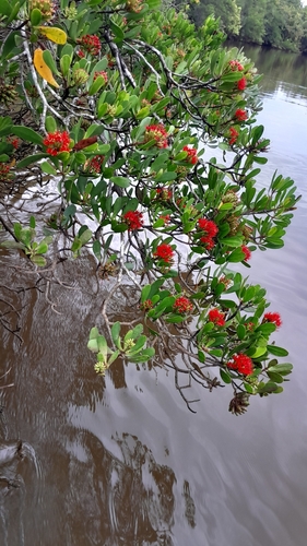 Lumnitzera littorea