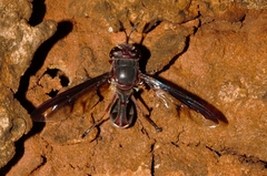 Monoceromyia unipunctata