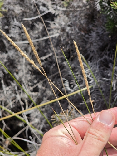 Calamagrostis quadriseta, 2026-03-20