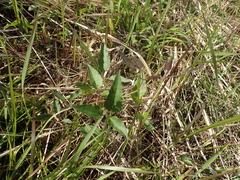 Clematis chinensis tatushanensis