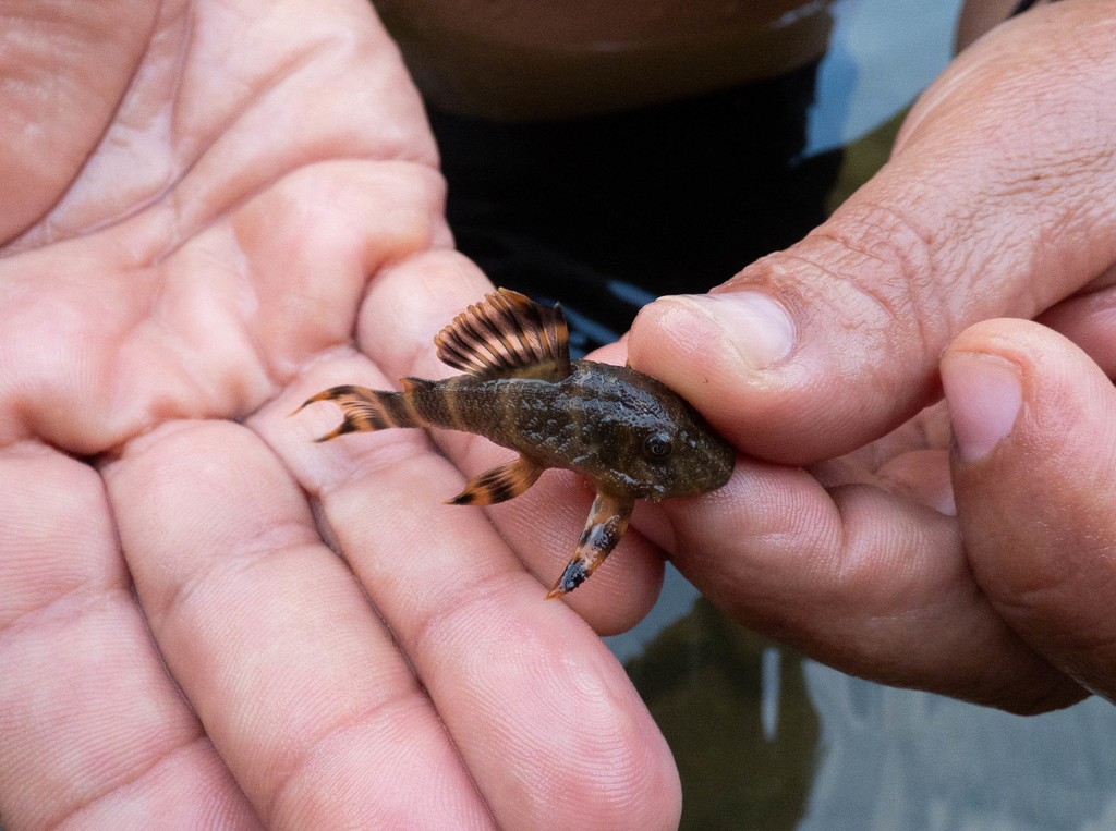 Pleco clown (Panaqolus maccus)